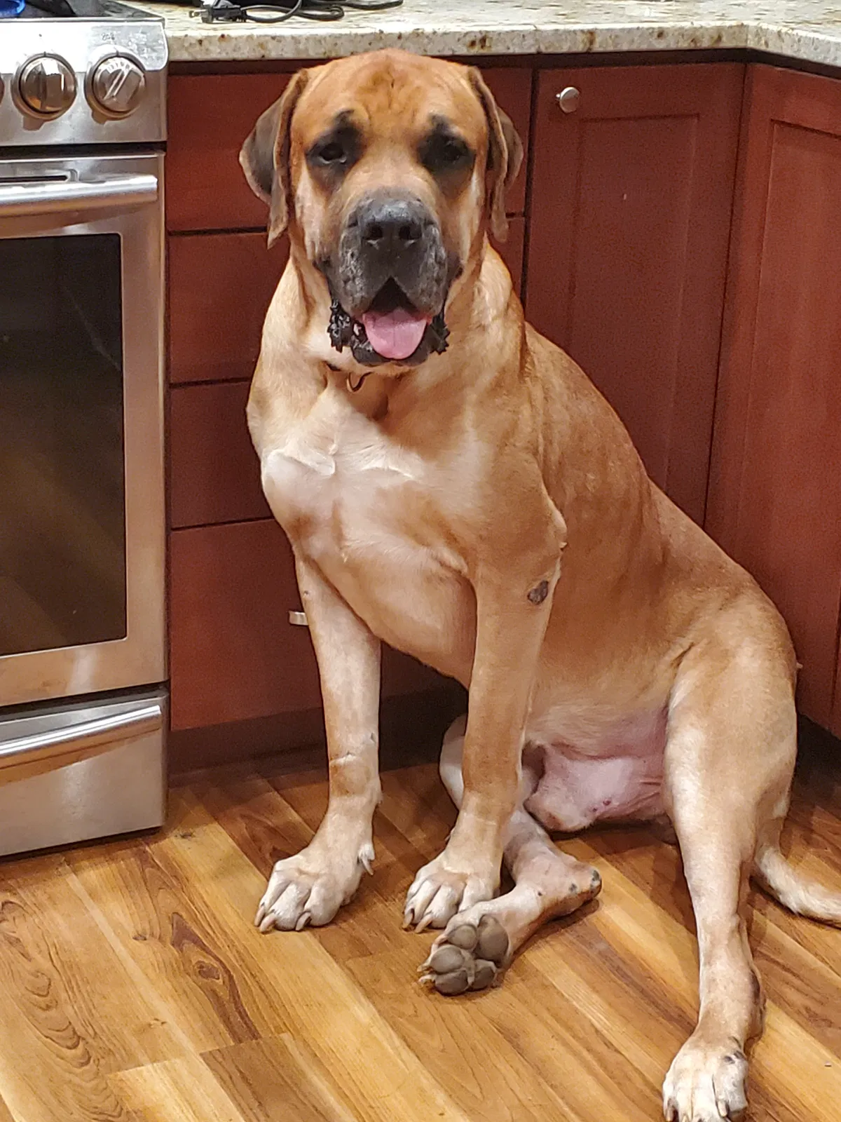 Lost dog in Sturtevant, WI, 53177