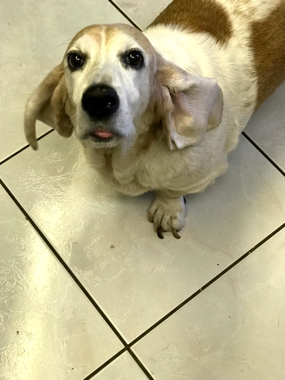 Lost dog in Pompano Beach, FL, 33064