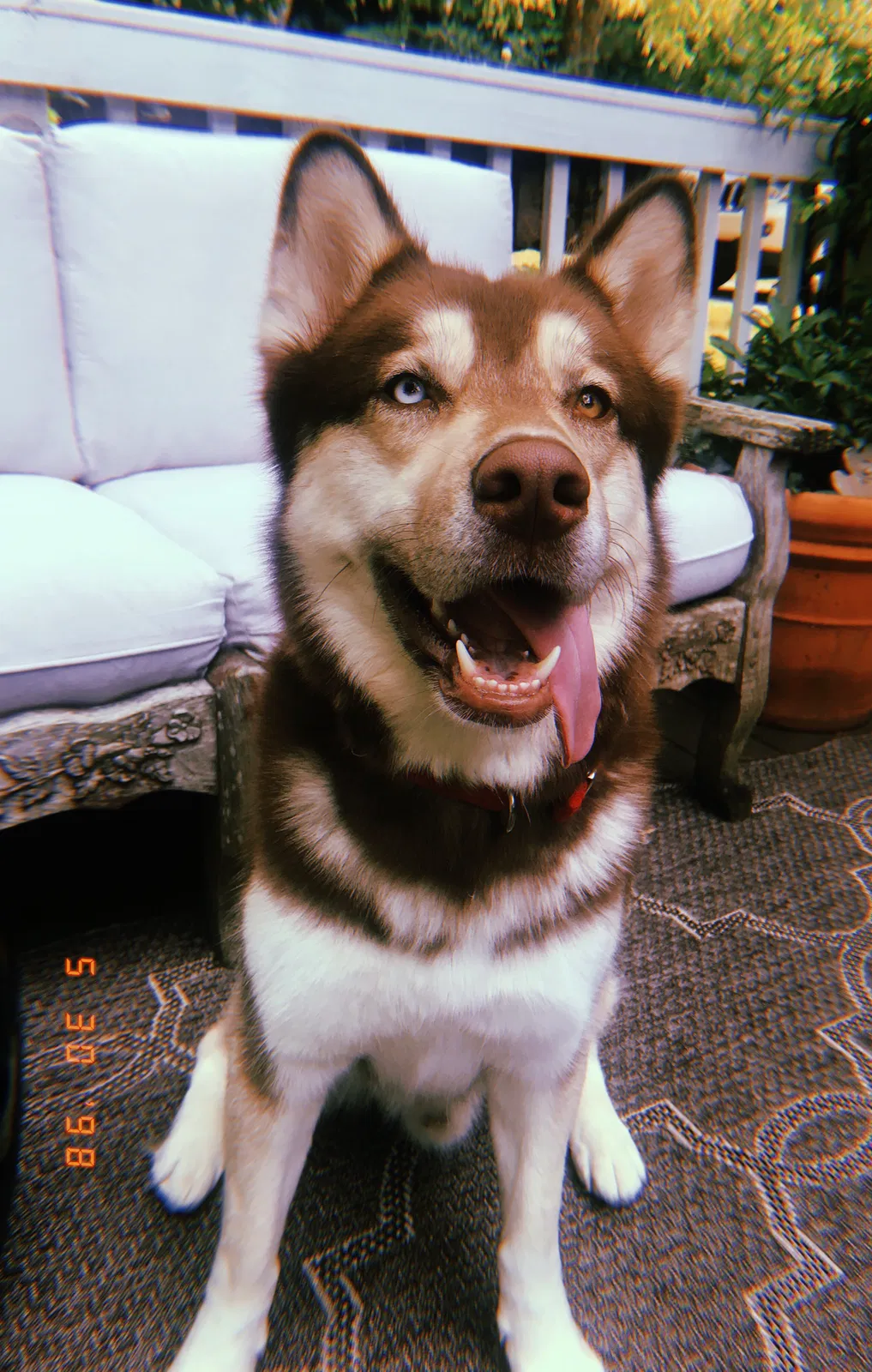 Lost dog in Roswell, GA, 30075
