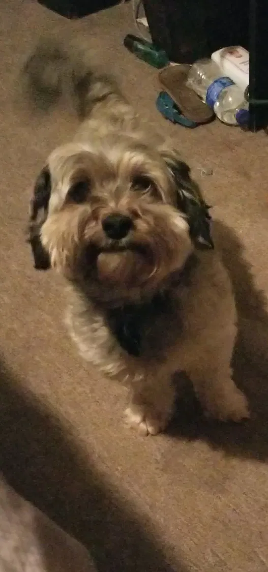 Lost dog in Bastrop, LA, 71220