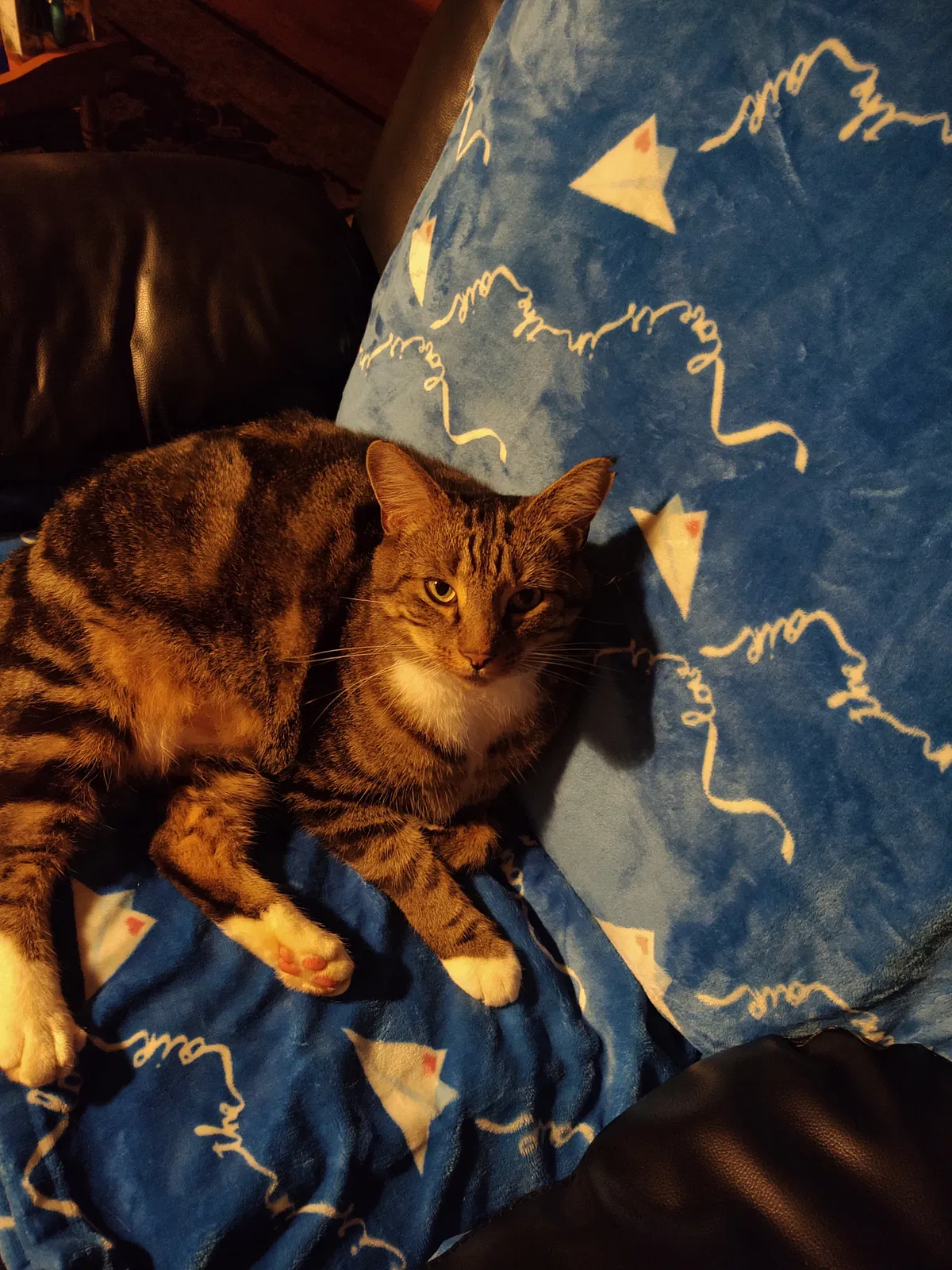 Lost cat in Northampton, MA, 1060