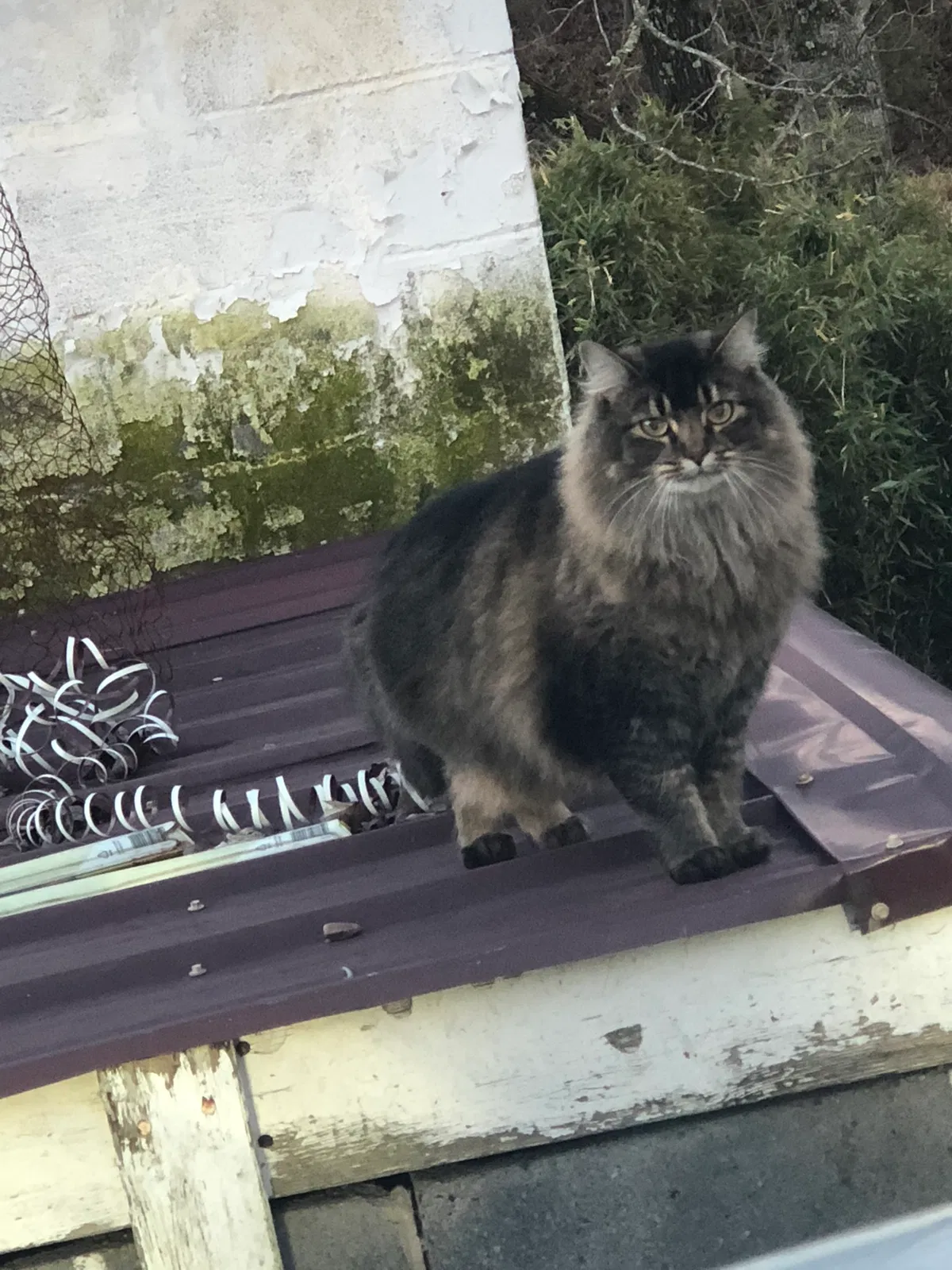 Lost cat in Knoxville, TN, 37912