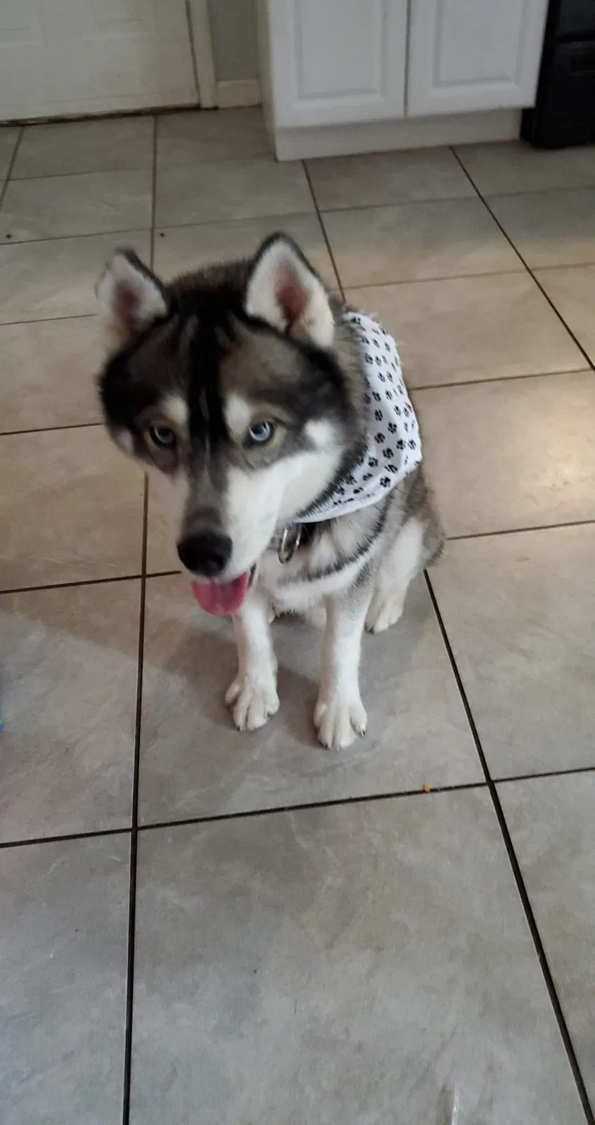 Lost dog in Greensboro, NC, 27407