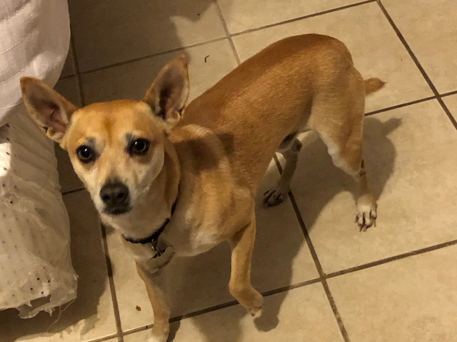 Lost dog in Katy, TX, 77449