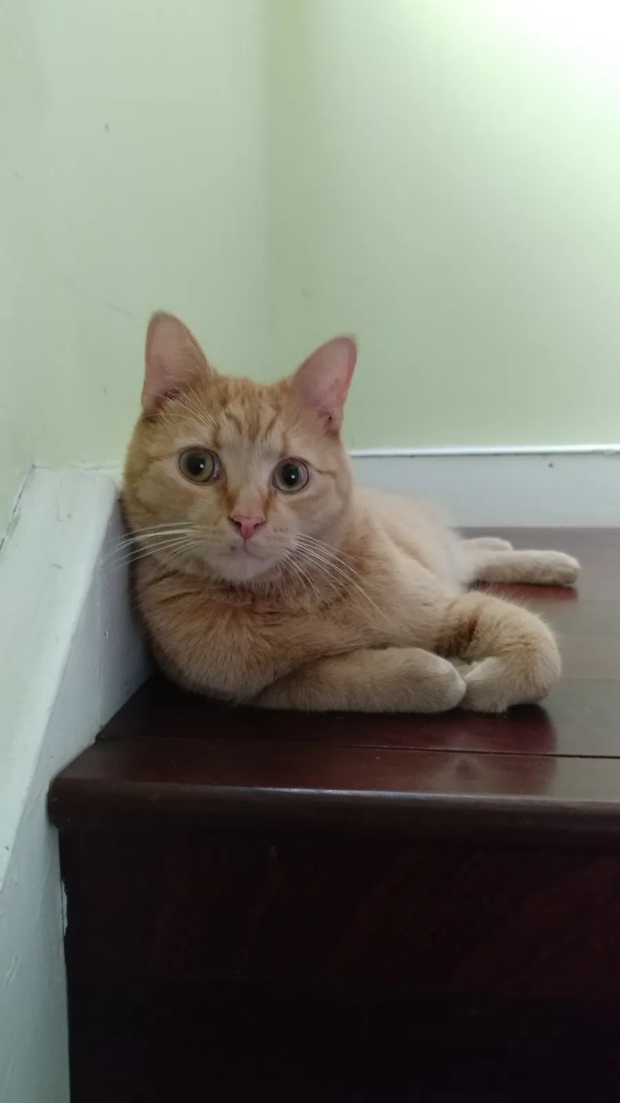 Lost cat in Union, NJ, 7083