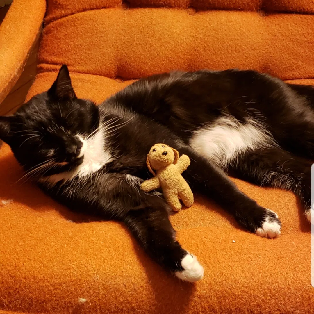 Lost cat in Greensboro, NC, 27401