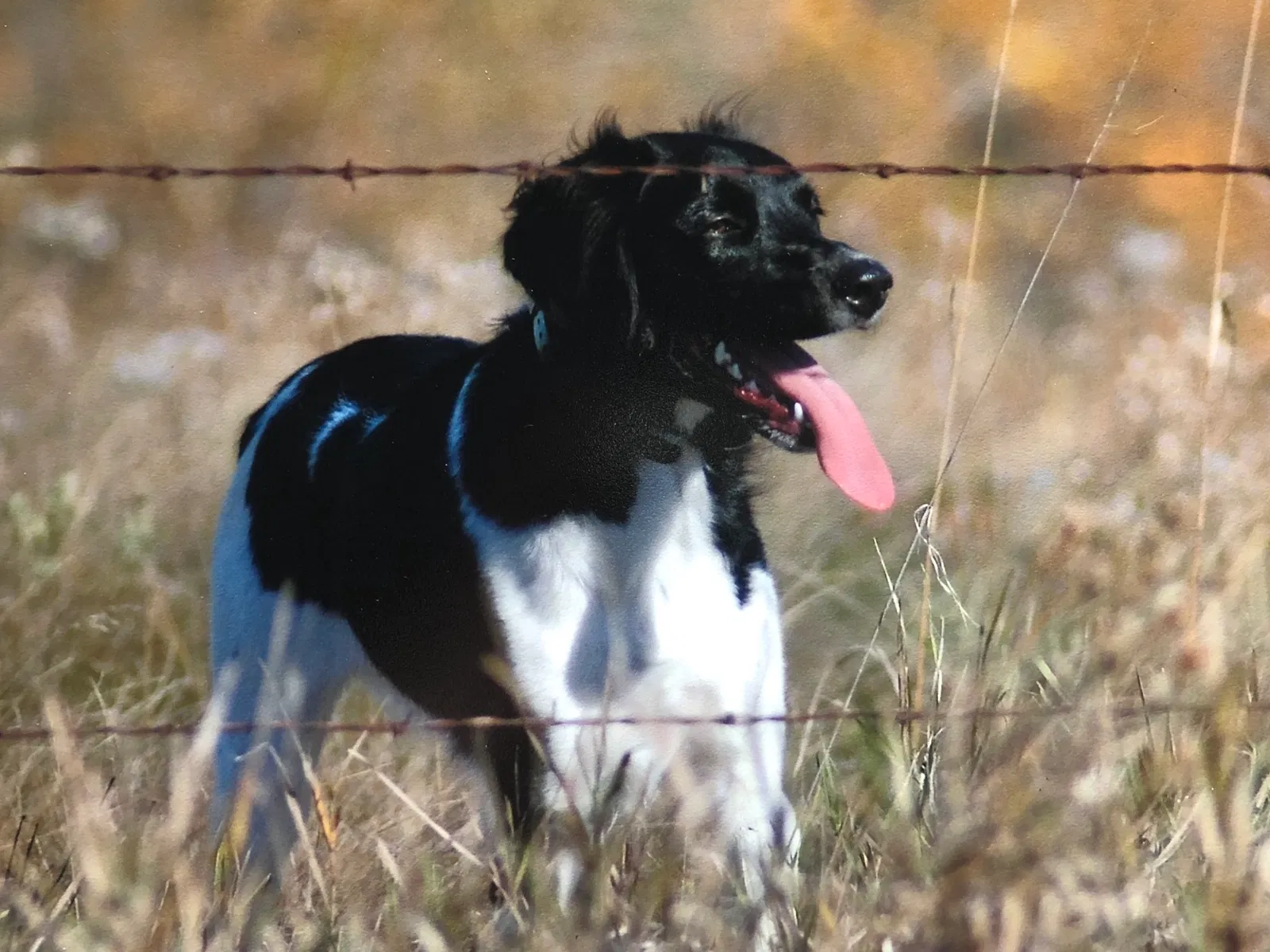 Lost dog in Bismarck, ND, 58503