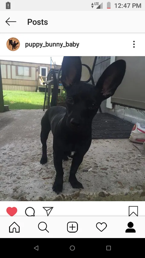 Lost dog in Duson, LA, 70529