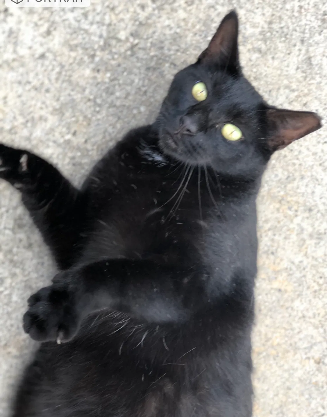 Lost cat in Dahlonega, GA, 30533