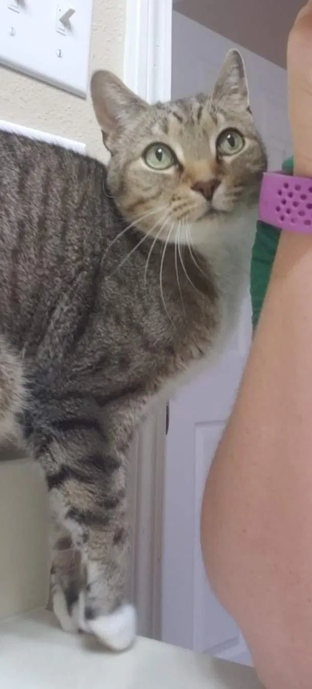 Lost cat in Hattiesburg, MS, 39402