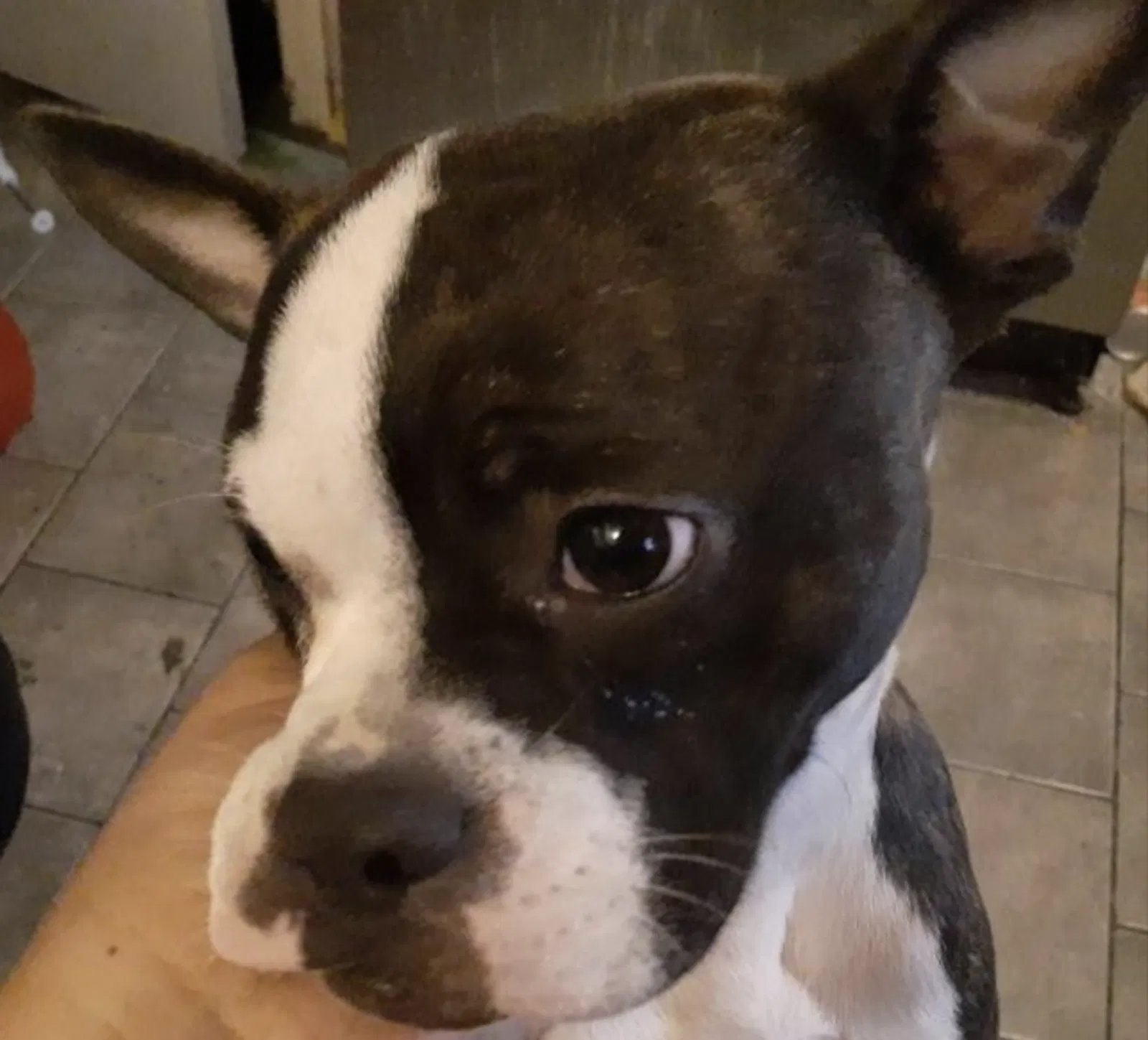 Lost dog in Dayton, OH, 45420
