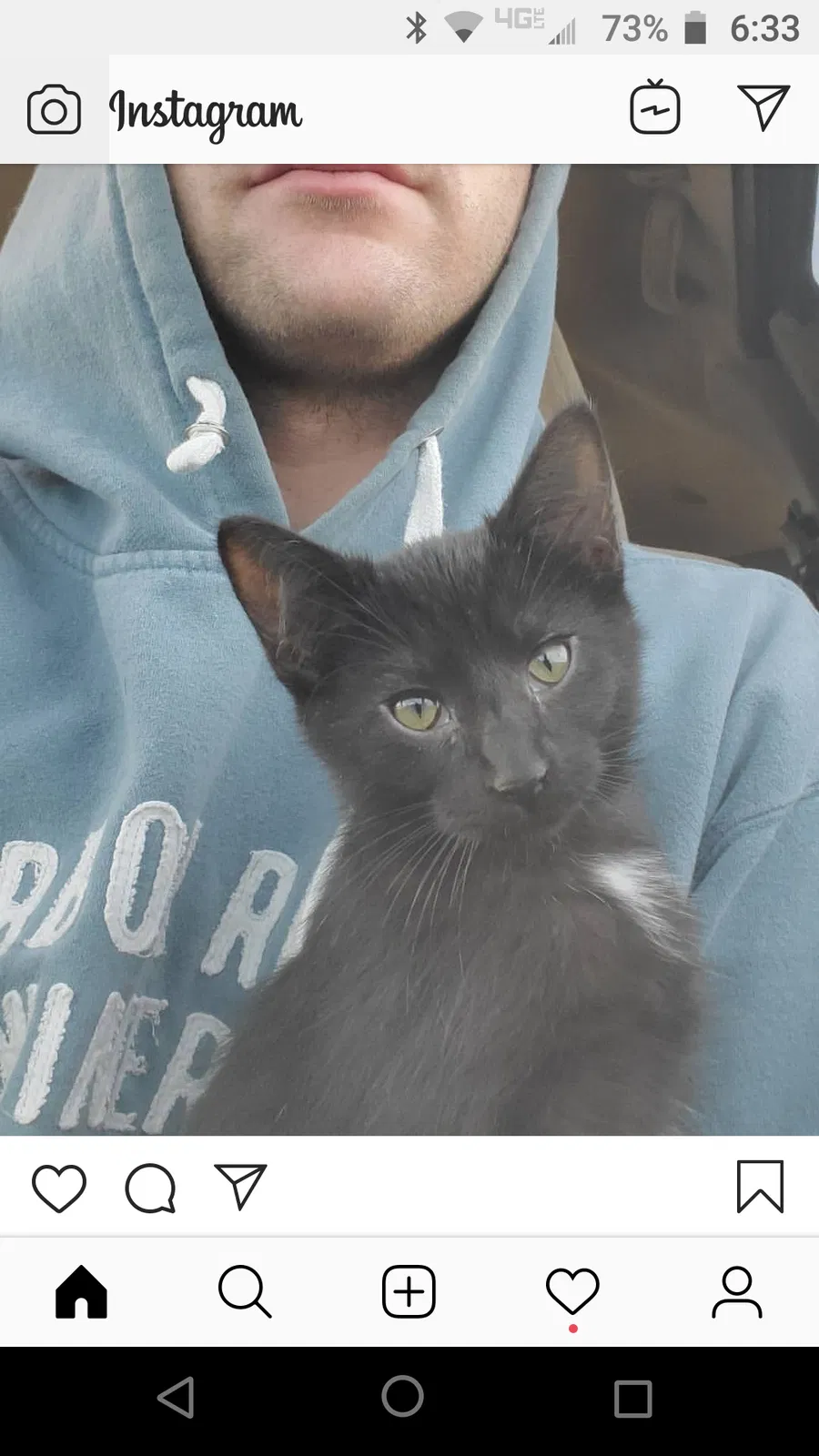 Lost cat in Appleton, WI, 54915
