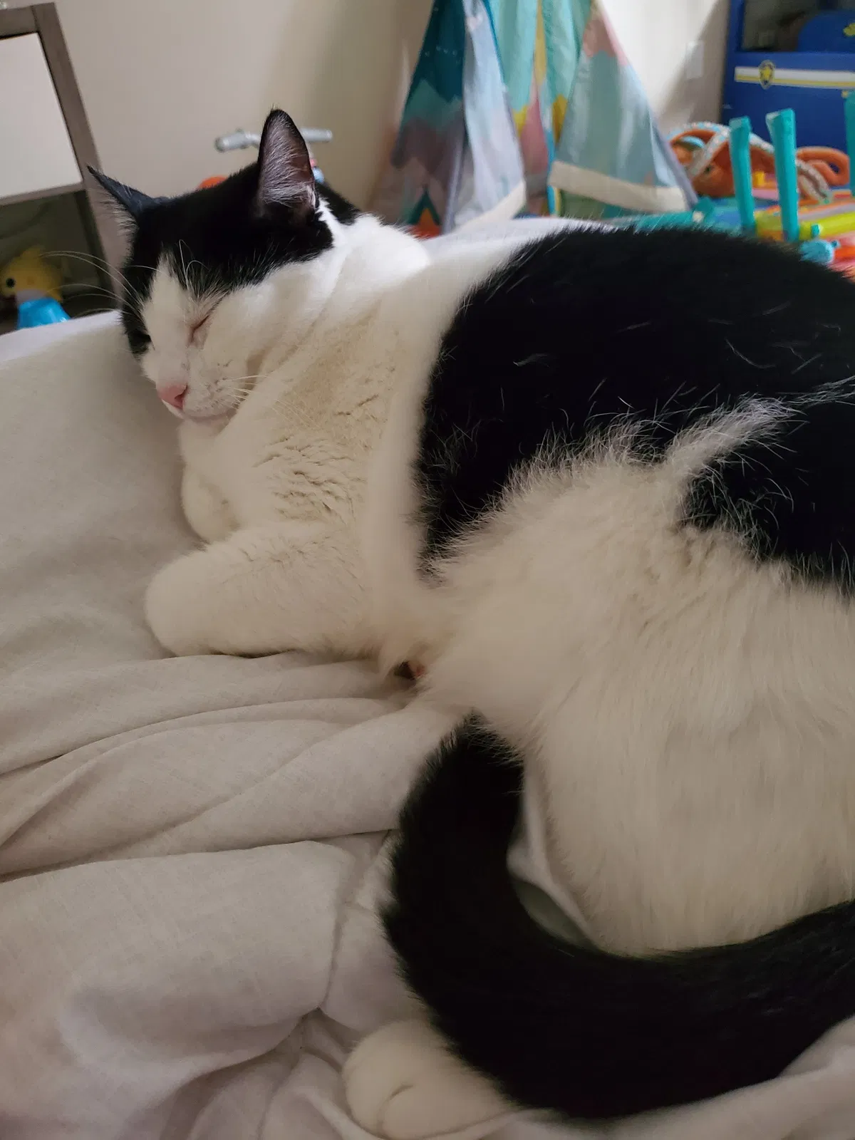 Lost cat in Groveland, FL, 34736