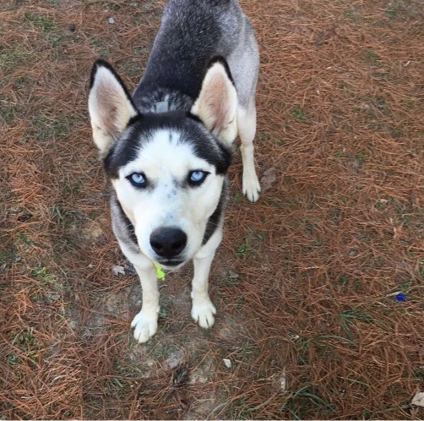 Lost dog in Lerona, WV, 25971