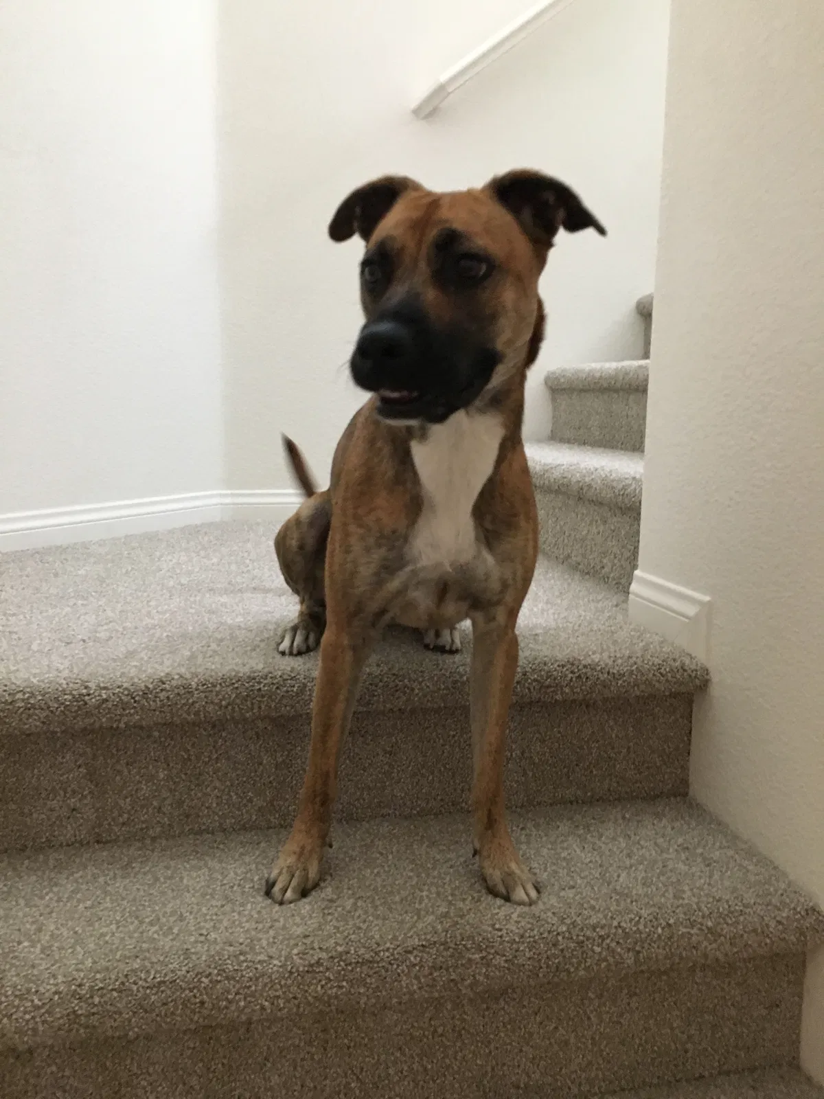 Lost dog in Lomita, CA, 90717