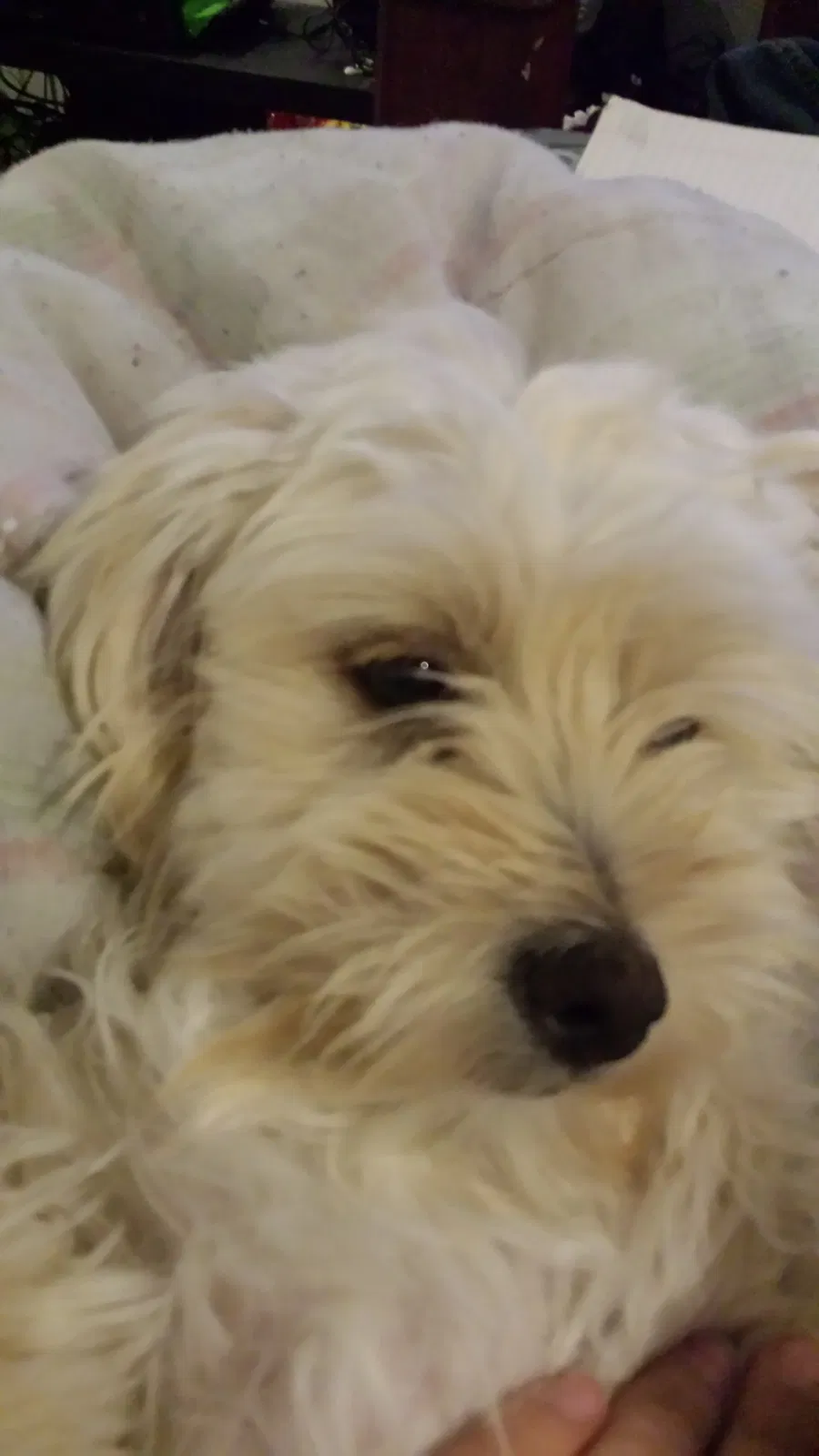 Lost dog in Santa Fe, NM, 87507