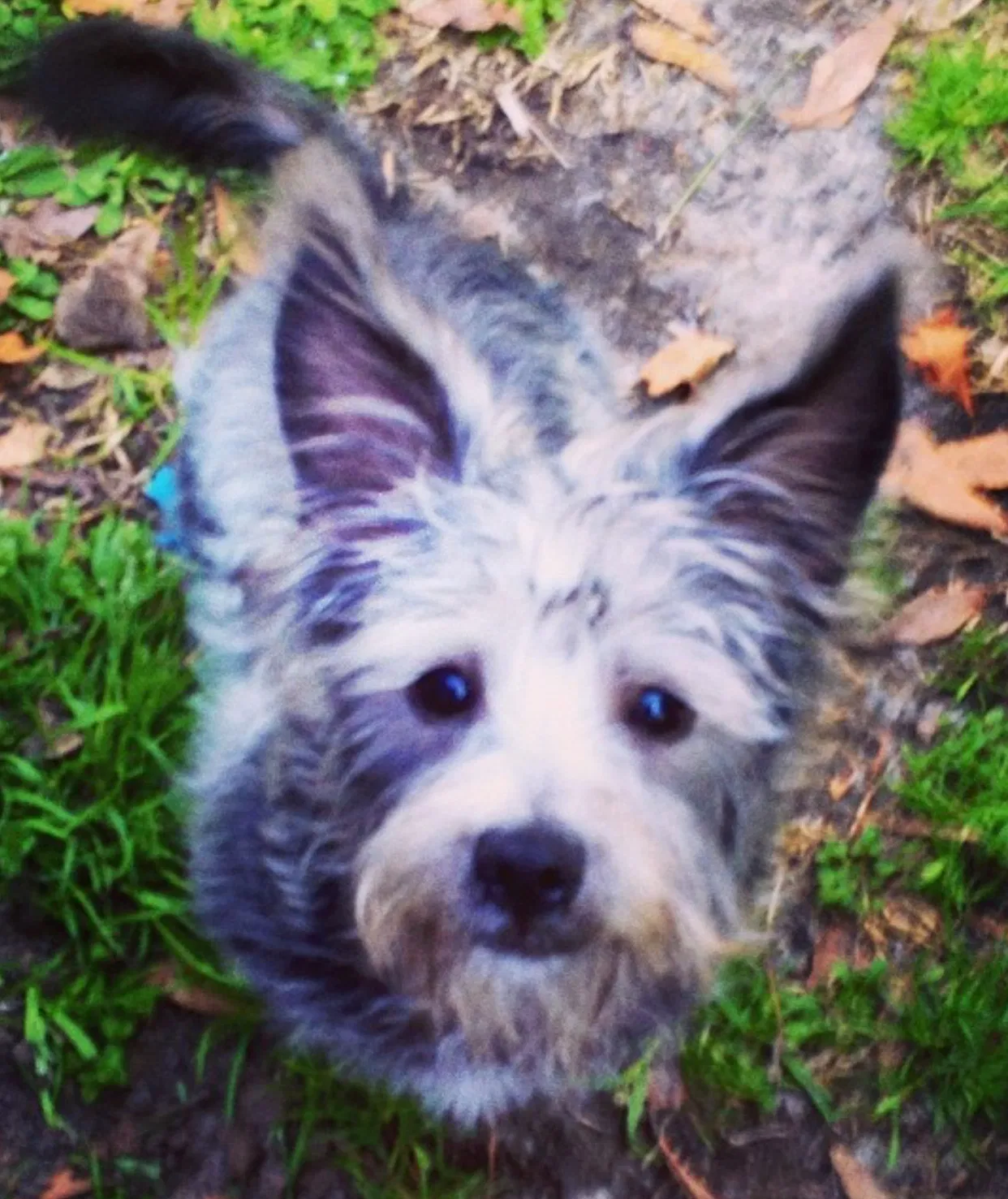 Lost dog in New Bern, NC, 28562