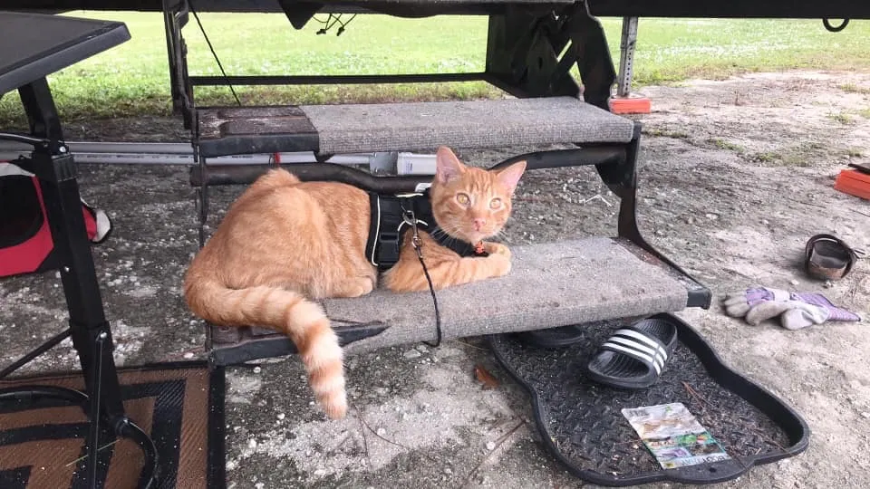 Lost cat in Beckley, WV, 25801