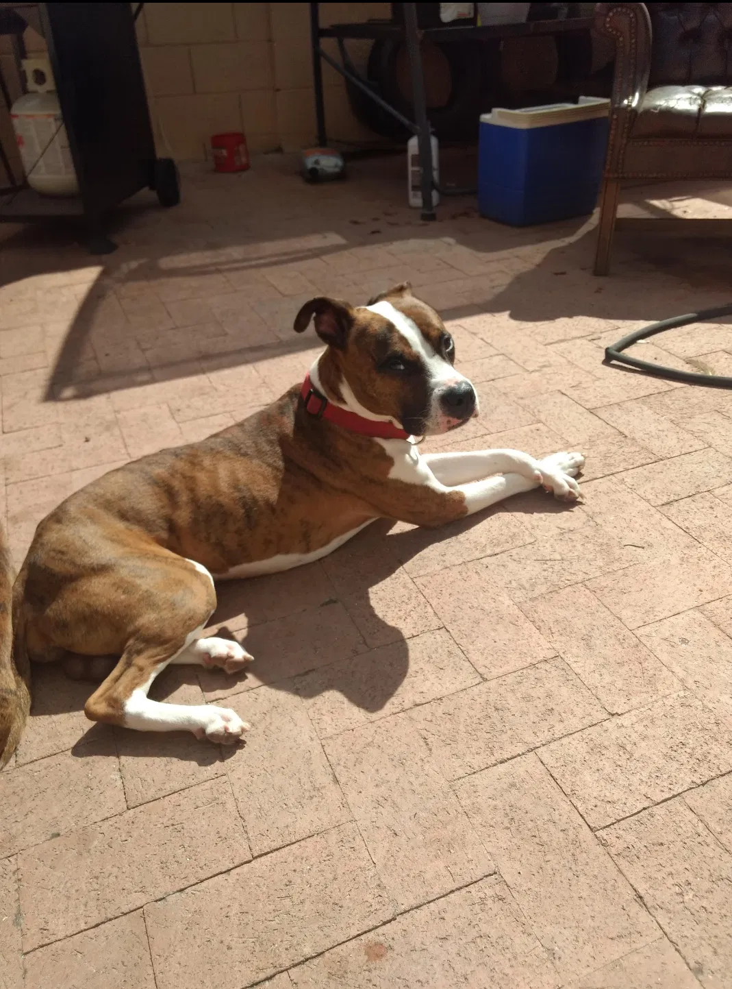 Lost dog in Phoenix, AZ, 85023