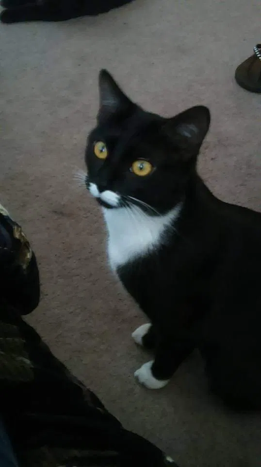 Lost cat in Colorado Springs, CO, 80918