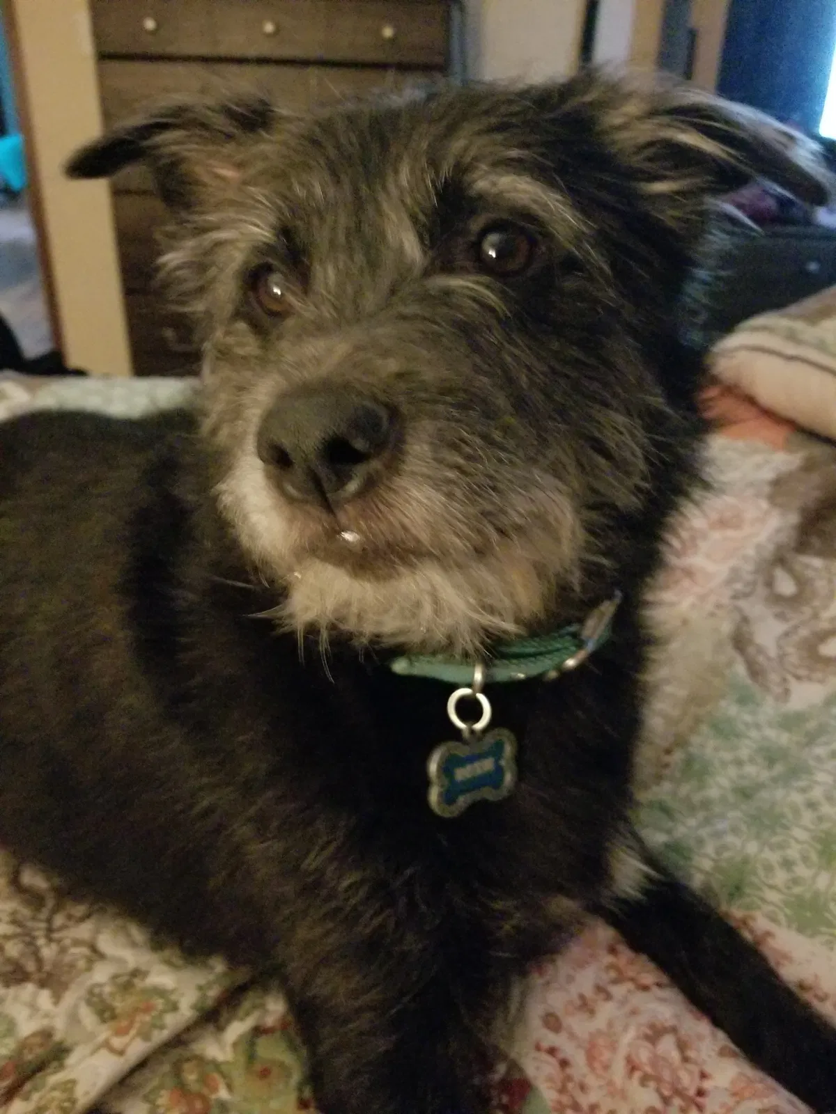 Lost dog in Clarkson, KY, 42726