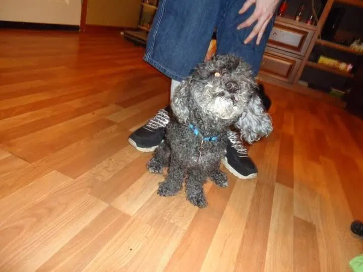 Lost dog in Tuscumbia, AL, 35674