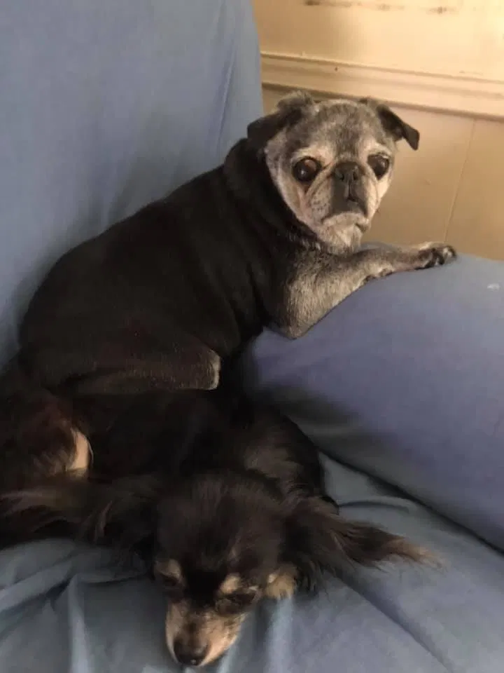 Lost dog in Oakfield, TN, 38362