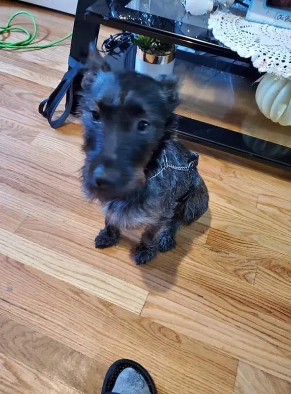Lost dog in Chicago, IL, 60617
