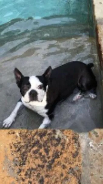 Lost dog in Jackson, MS, 39211