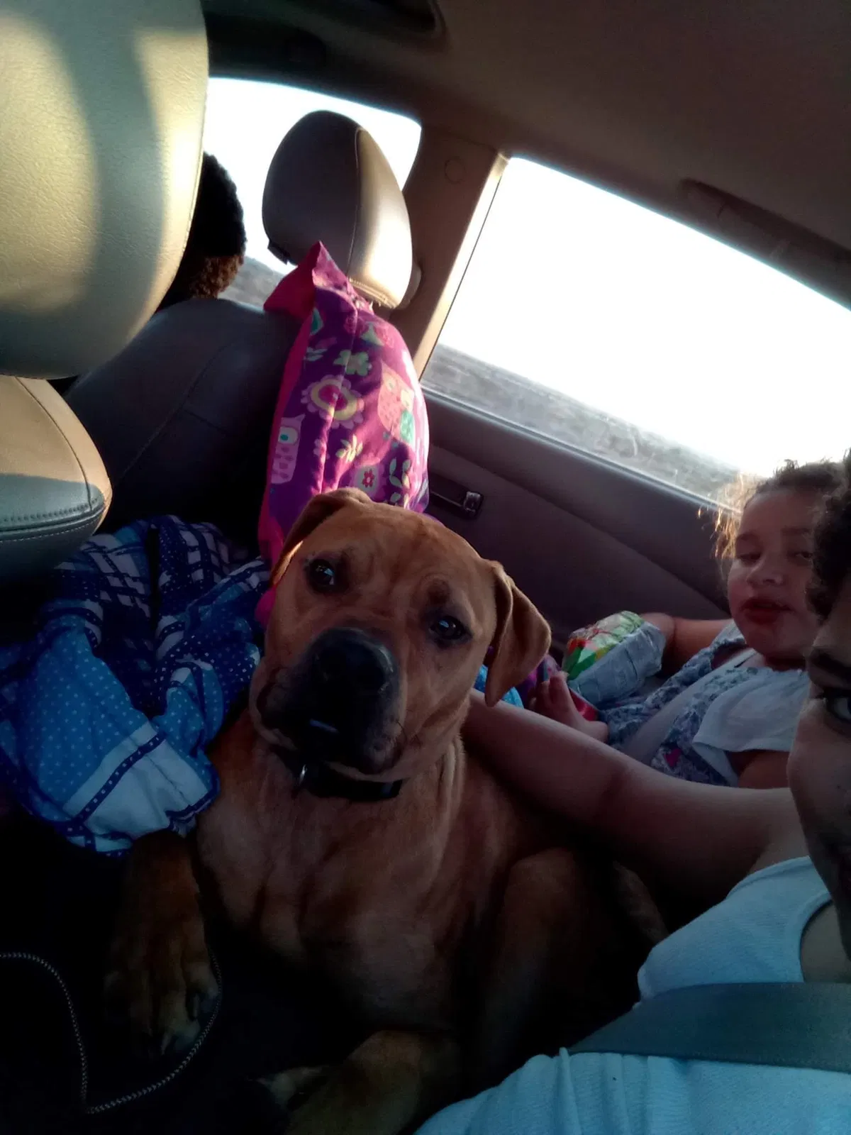 Lost dog in Odessa, TX, 79762