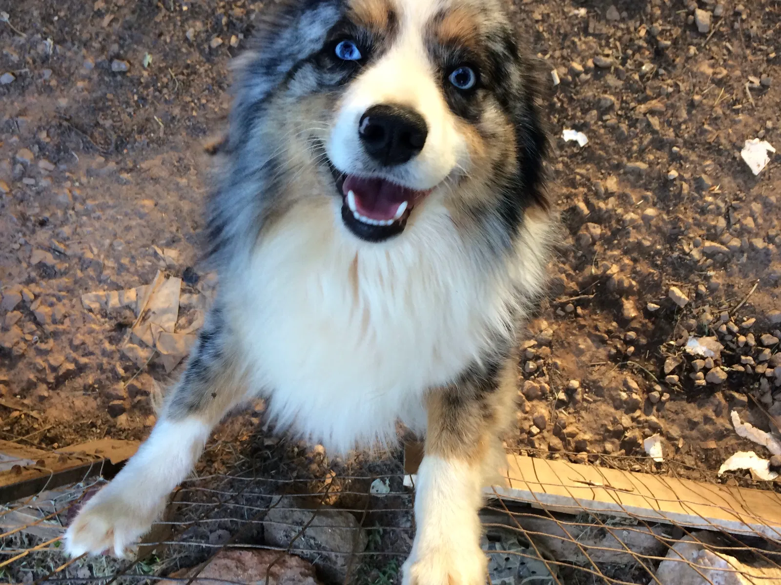 Lost dog in Dahlonega, GA, 30533