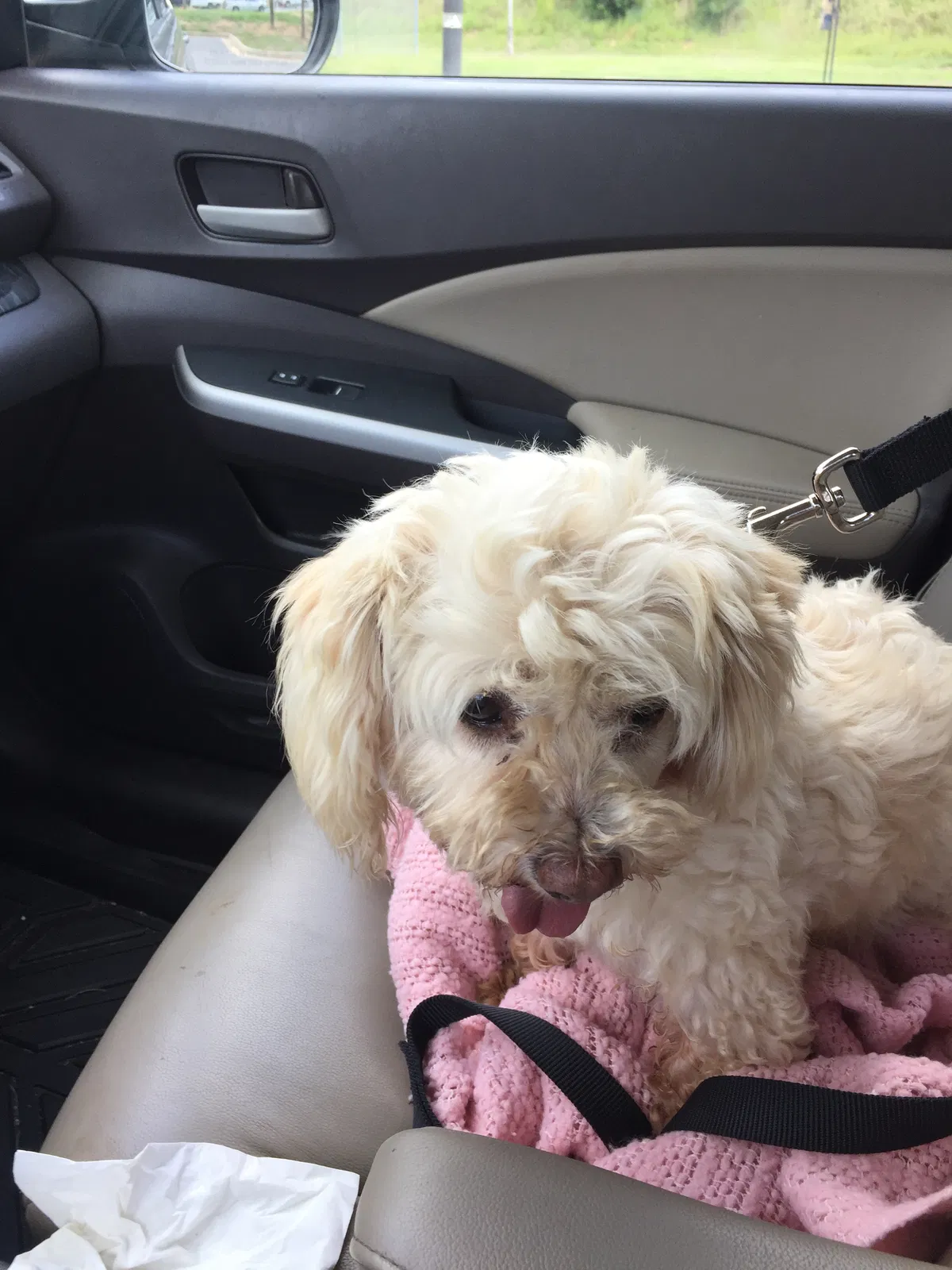Lost dog in Gainesville, GA, 30506