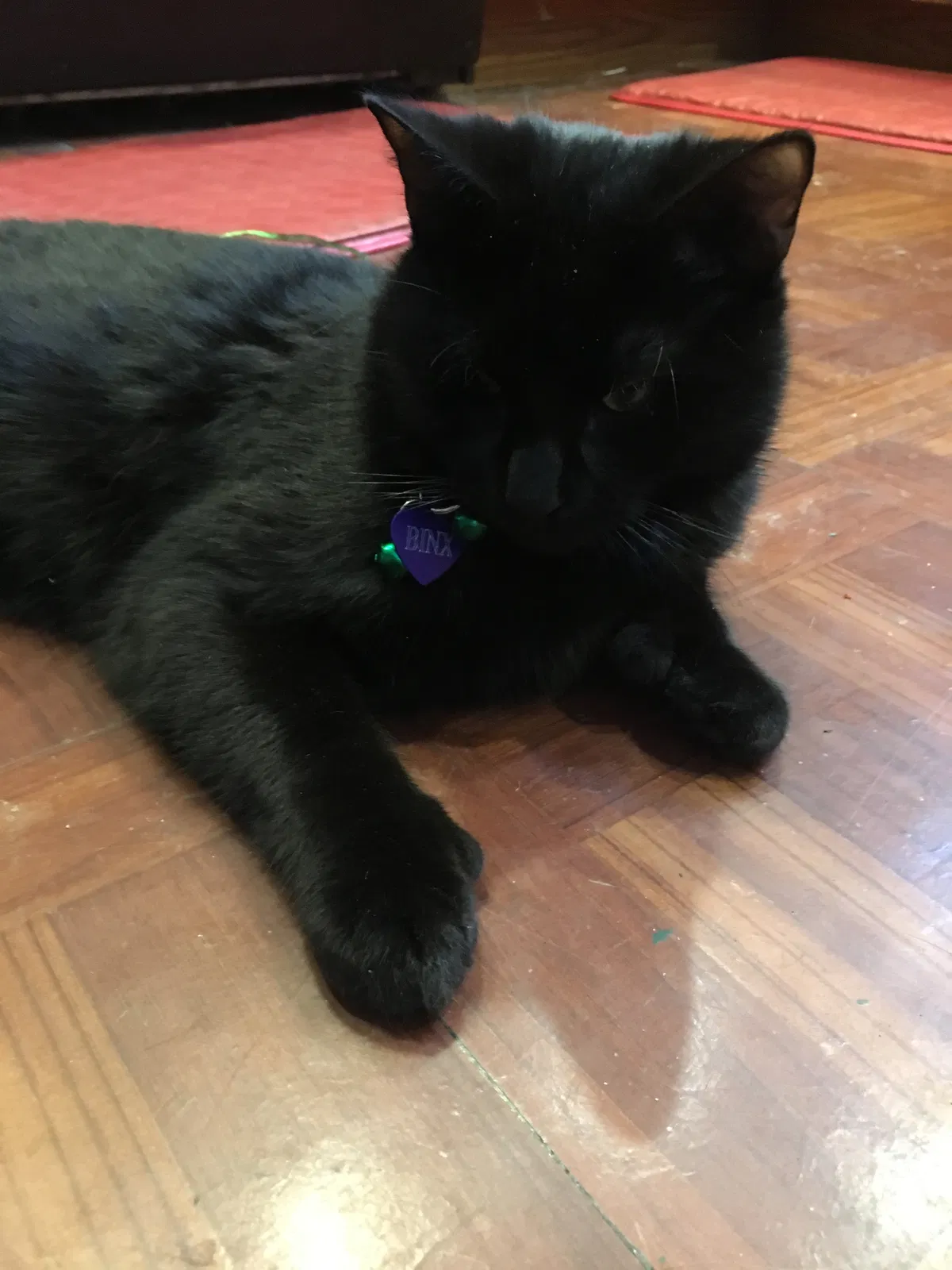 Lost cat in Hudson Falls, NY, 12839