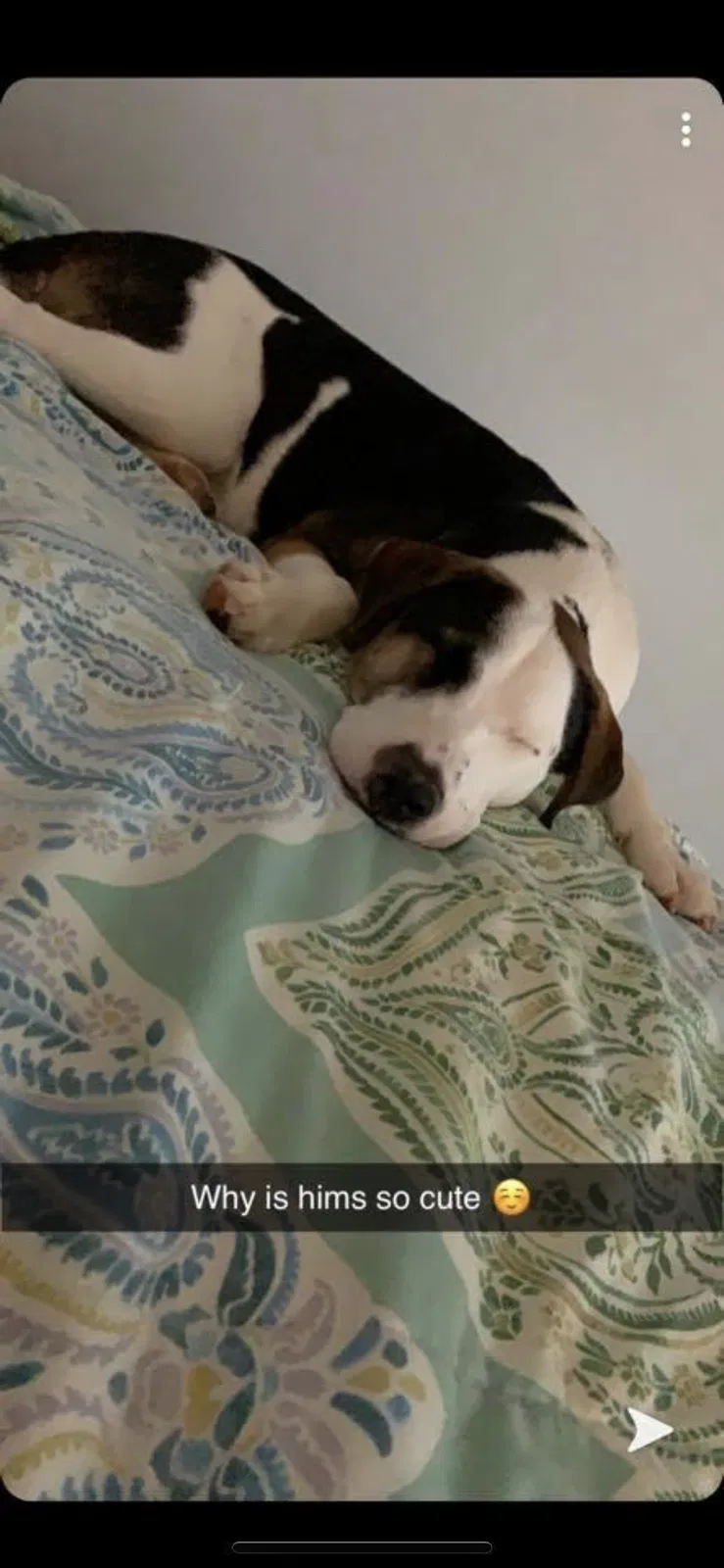 Lost dog in Pelahatchie, MS, 39145