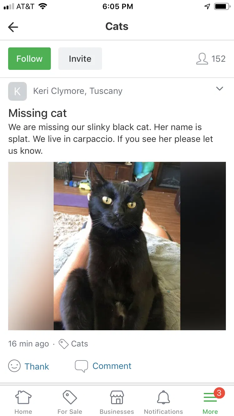 Lost cat in Bakersfield, CA, 93306