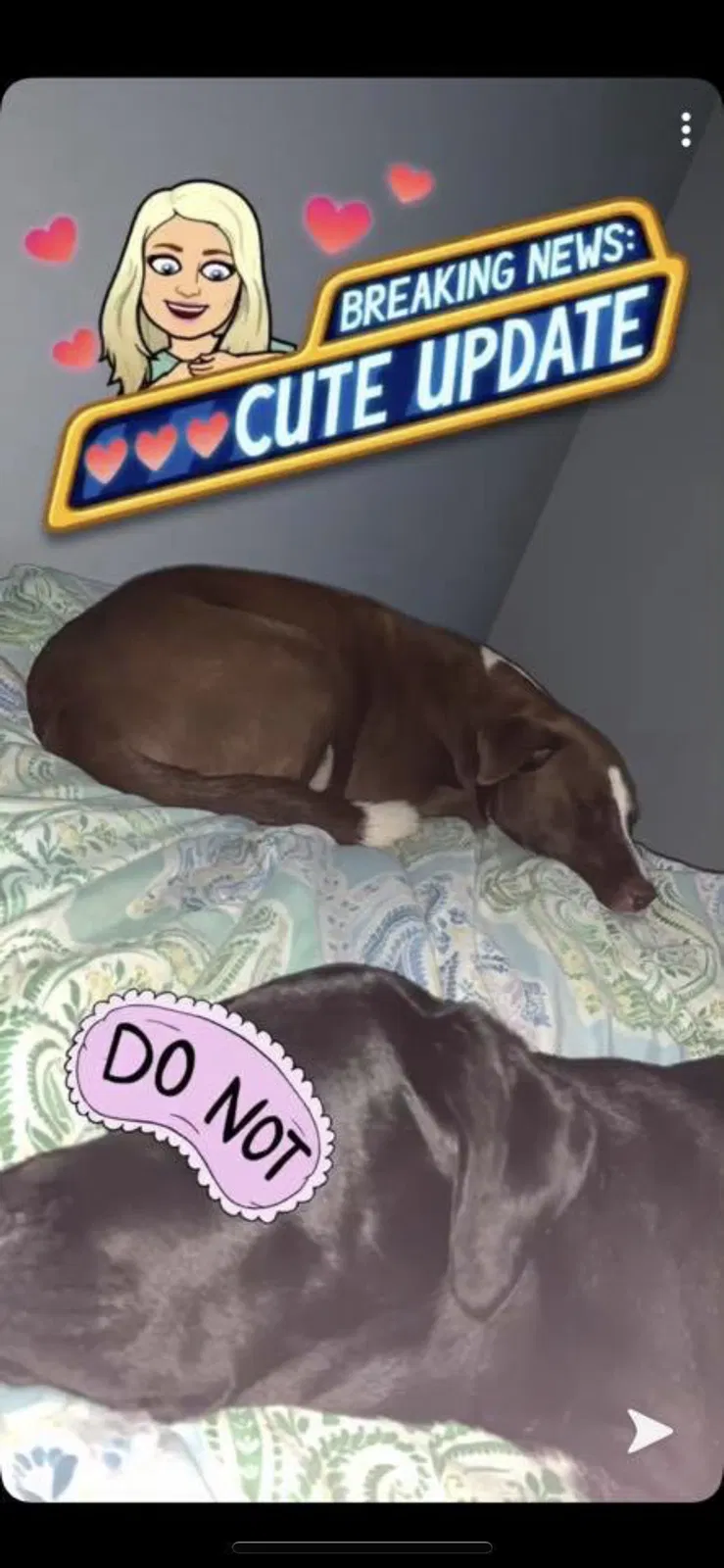 Lost dog in Pelahatchie, MS, 39145
