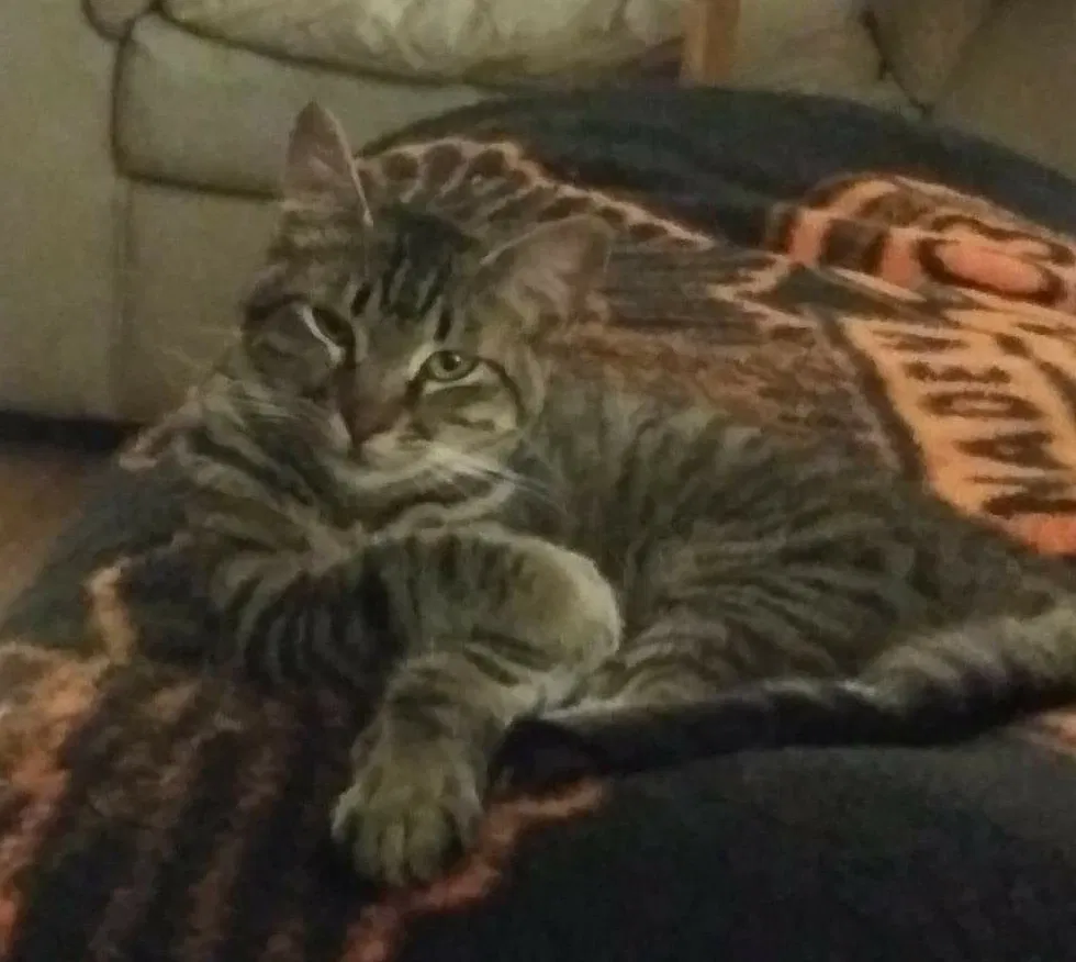 Lost cat in Grand Prairie, TX, 75050