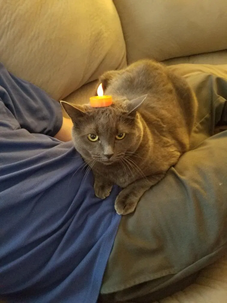 Lost cat in Herriman, UT, 84096