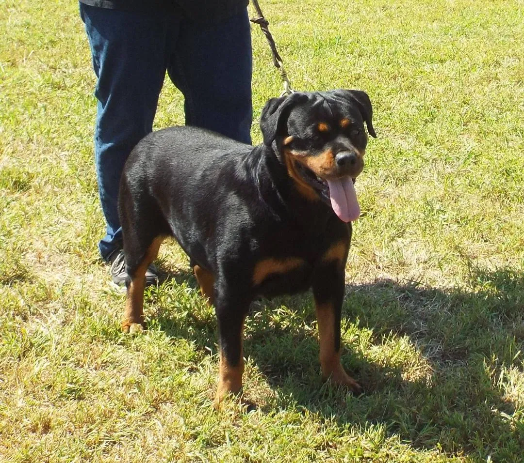 Lost dog in Clover, SC, 29710