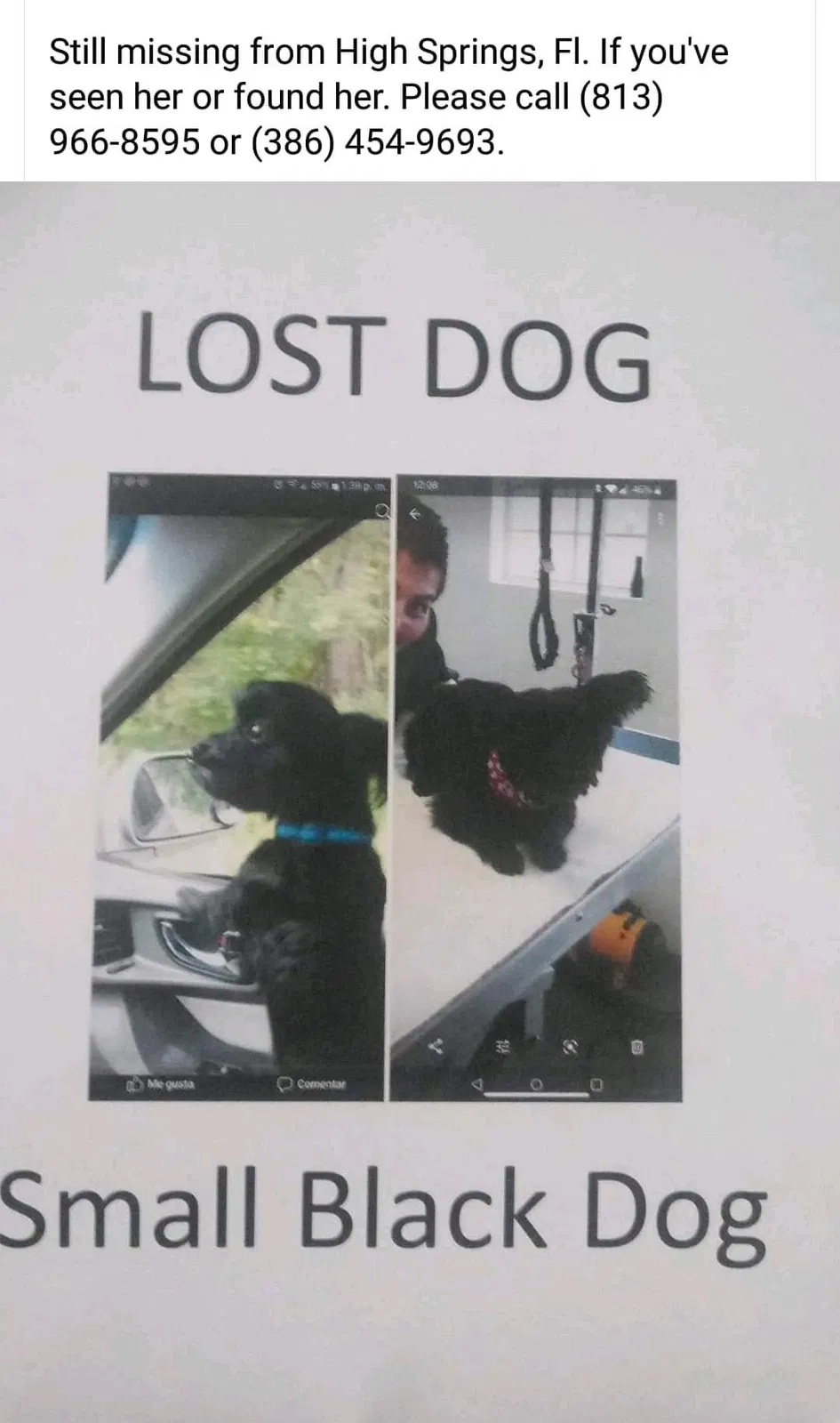 Lost dog in High Springs, FL, 32643