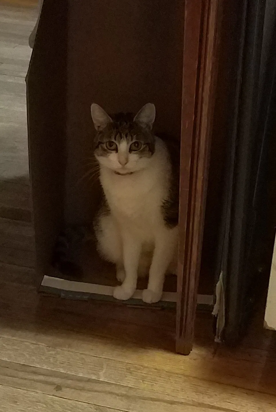 Lost cat in Chicago, IL, 60647
