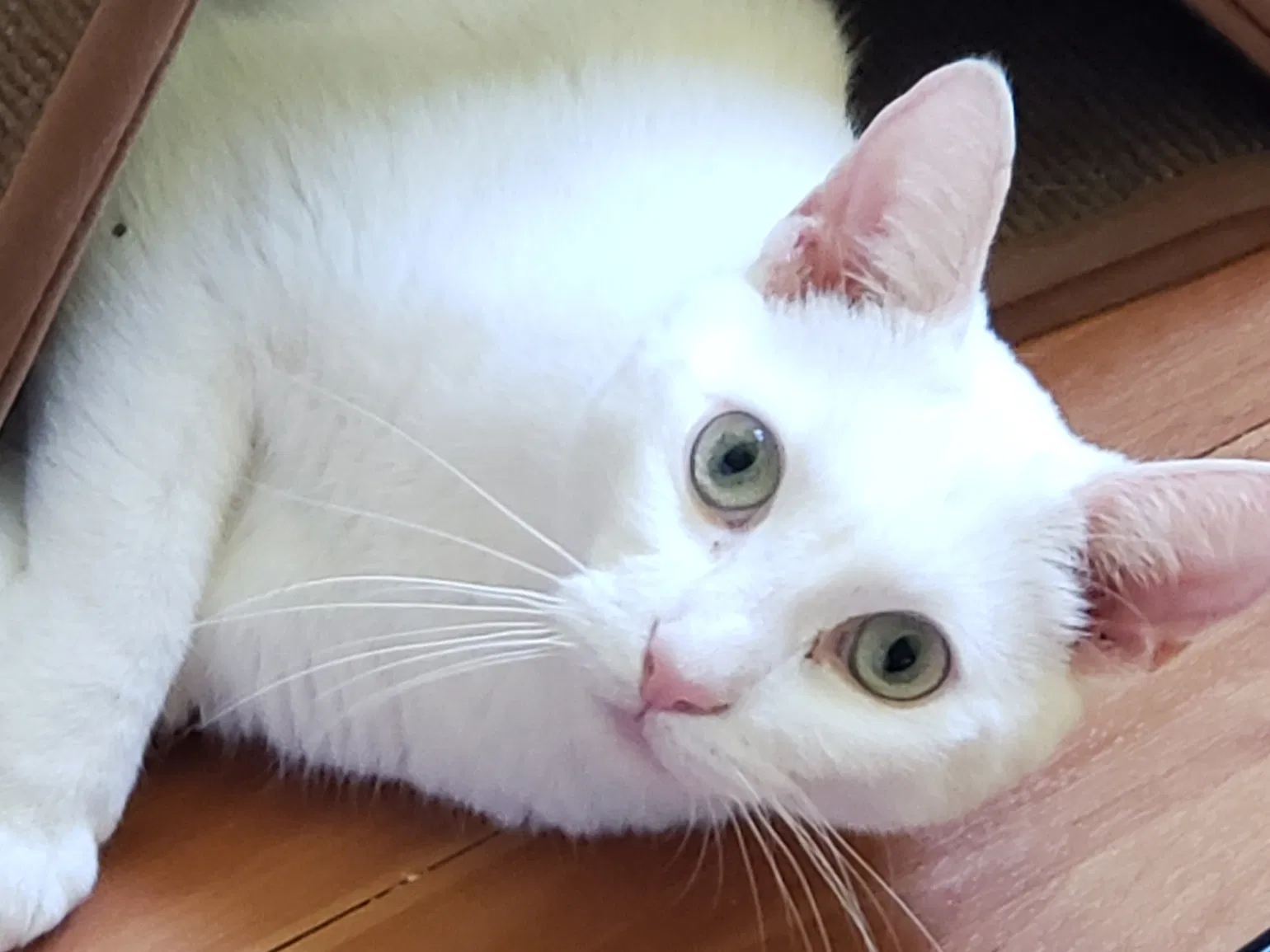 Lost cat in Chester, PA, 19013