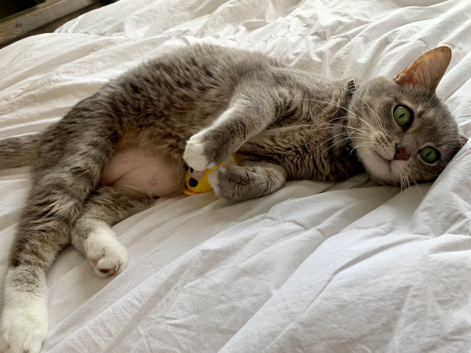 Lost cat in Orlando, FL, 32837