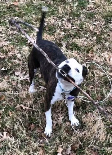 Lost dog in Wichita, KS, 67203