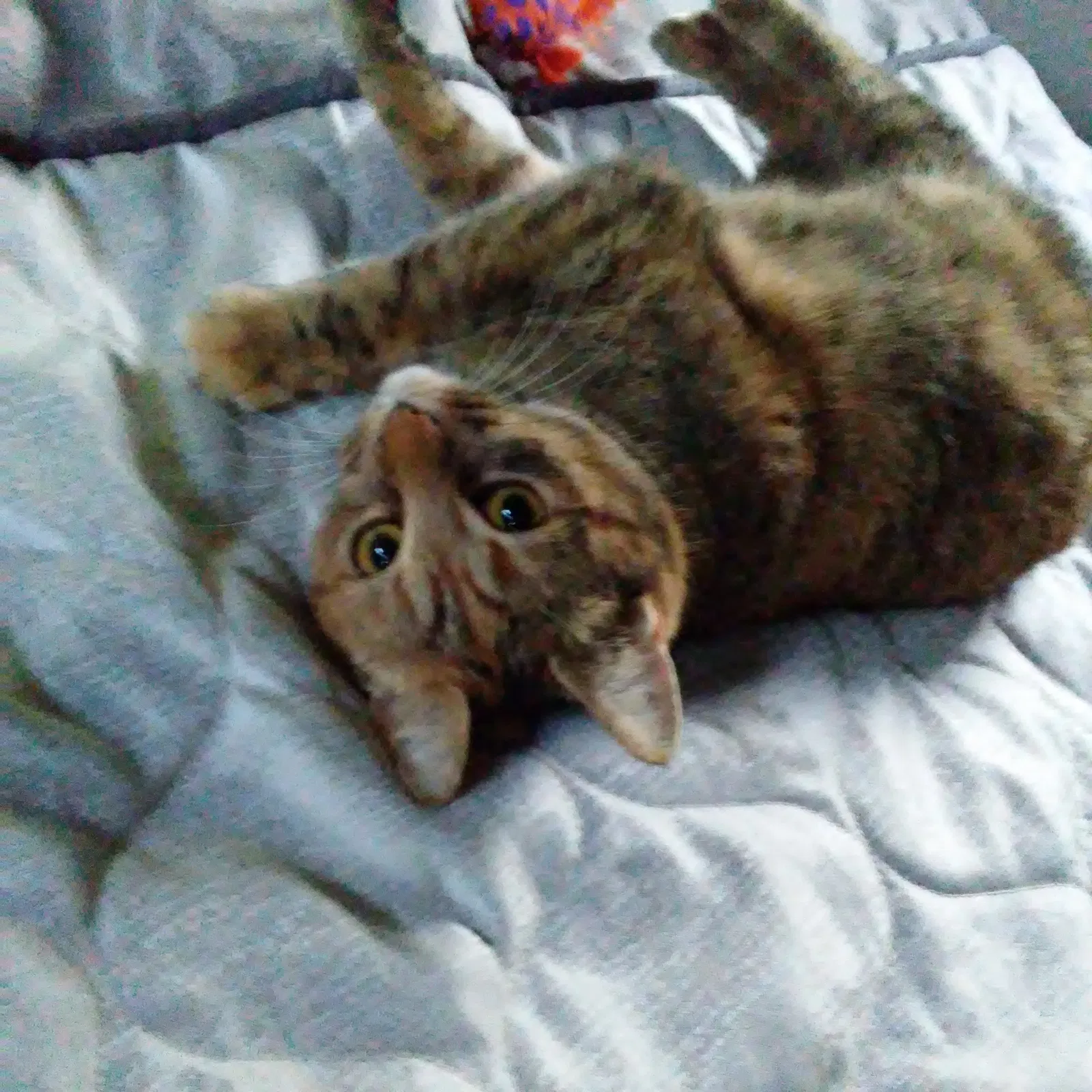 Lost cat in Oak Harbor, WA, 98277