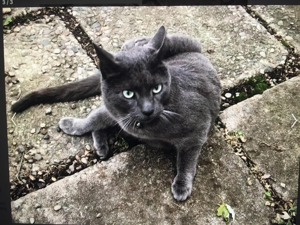 Lost cat in Grove City, OH, 43123