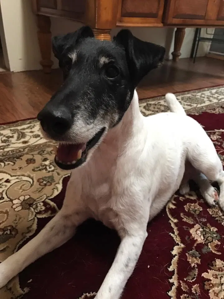 Lost dog in Mason, OH, 45040