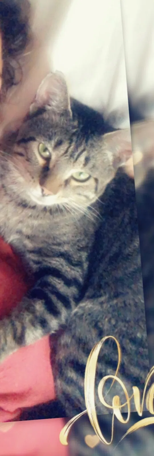 Lost cat in Unknown, OH, 43124