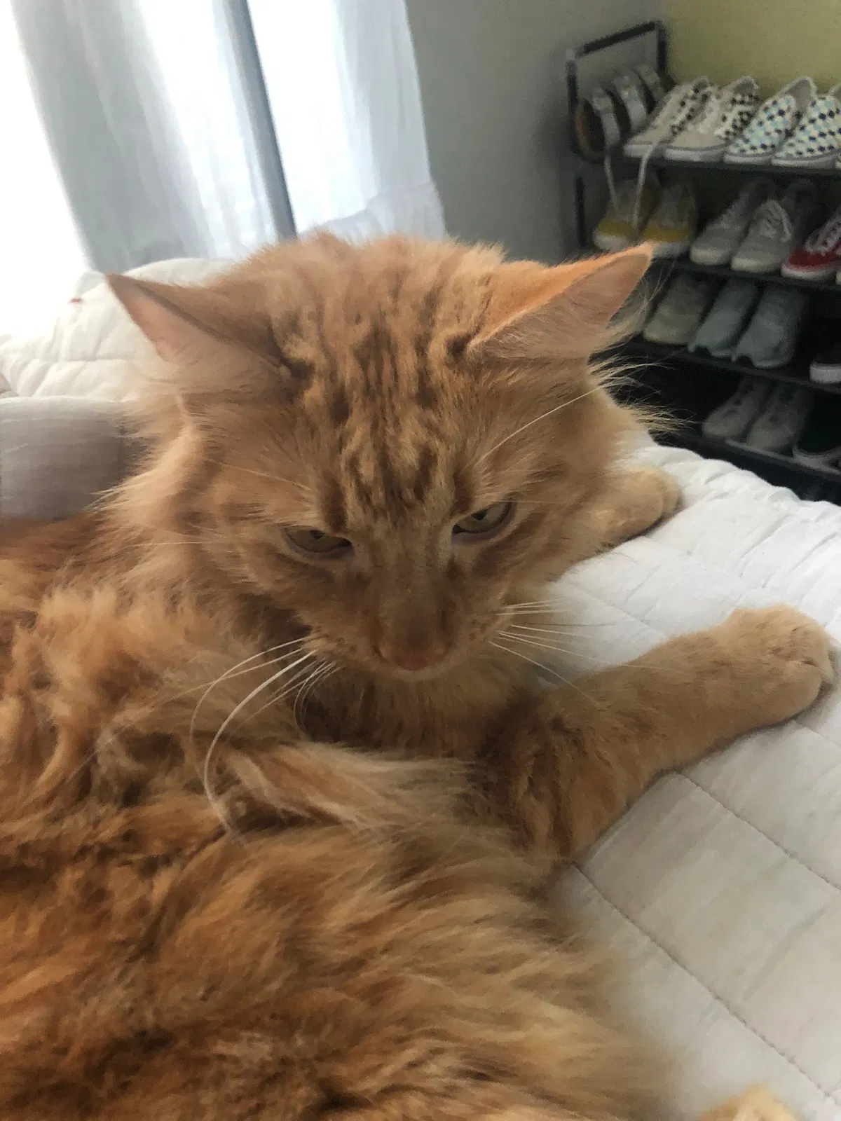 Lost cat in Burleson, TX, 76028