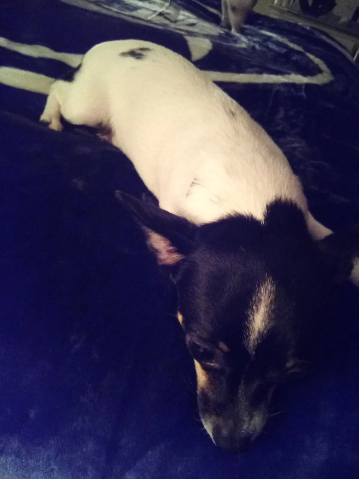 Lost dog in Logansport, IN, 46947